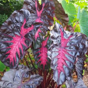 Black Lava Colocasia