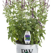 Color Spires® 'Violet Riot' - Perennial Salvia