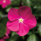 Cora® Cascade Violet - Vinca - Catharanthus roseus