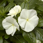 Cora® Cascade White - Vinca - Catharanthus roseus
