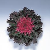 Coral Queen Red - Flowering Kale - Brassica oleracea