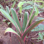 Hilo Rainbow - Cabbage Palm