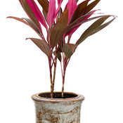 Proven Accents® 'Red Sister' - Cabbage Palm - Cordyline