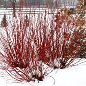 Arctic Fire Dogwood in the snow