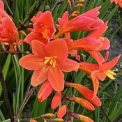 'Peach Melba' - Montbretia - Crocosmia