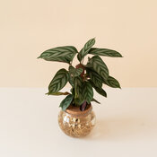 Thumbnail of Sweet Dreams® First Frost™ - Never Never Plant - Ctenanthe setosa