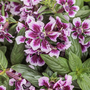 Totally Tempted™ Frosted Violets™ - cuphea - Cuphea procumbens