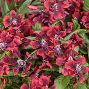 Totally Tempted™ Richly Red™ - cuphea - Cuphea procumbens