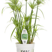 Graceful Grasses® Prince Tut™ - Dwarf Egyptian Papyrus - Cyperus papyrus 