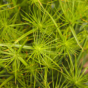 Graceful Grasses® Queen Tut™ - Dwarf Papyrus - Cyperus prolifer
