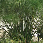 Graceful Grasses® King Tut® - Egyptian Papyrus - Cyperus papyrus