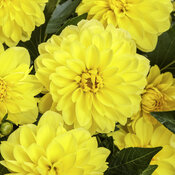 Virtuoso™ Dayglo Yellow™ - Dahlia variabilis