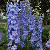 'Blue Lace' - Hybrid Bee Delphinium - Delphinium hybrid