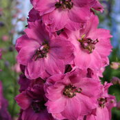 delphinium_pink_punch_0002_high_res.jpg