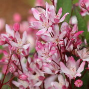 A close view of small, five-petaled white and pink flowers on burgundy stems.