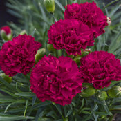 Fruit Punch® 'Cranberry Cocktail' - Pinks - Dianthus hybrid