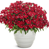 Foreverly™ Red - pinks - Dianthus