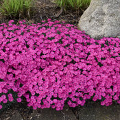 'Paint the Town Magenta' Dianthus