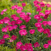dianthus_paint_the_town_magenta_16.jpg