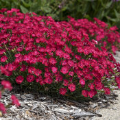 dianthus_paint_the_town_red_apj21_5.jpg