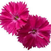 dianthus_paint_the_town_red_macro_02.jpg
