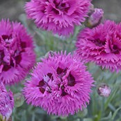 dianthus_spiked_punch.jpg