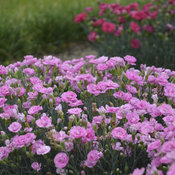 'Sweetie Pie' Dianthus