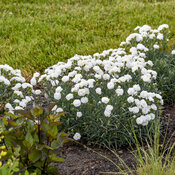Thumbnail of Landscape: Dianthus Whipped Cream