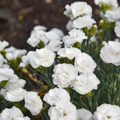 Thumbnail of Close-up: Dianthus Whipped Cream