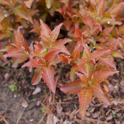 Brilliant orangey red color tints the foliage of Kodiak Red 2 diervilla.