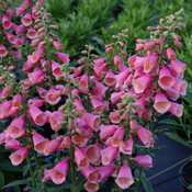 Thumbnail of Close-up: Digitalis-Arctic-Fox-Rose