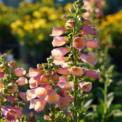 Thumbnail of Landscape: Digitalis-Arctic-Fox-Rose