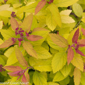 Double Play Big Bang Spirea