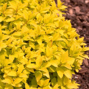 Double Play Gold Spirea