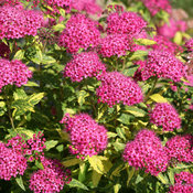 double_play_painted_lady_spiraea_blooms.jpg