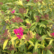 Double Play® Painted Lady® - Spirea - Spiraea japonica