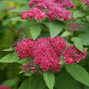 Double Play Red Spirea
