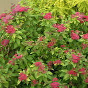 double_play_red_spirea_plant.jpg