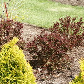 double_play_red_spirea_spring_color.jpg