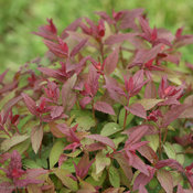 Double Play Red Spirea Spring Foliage