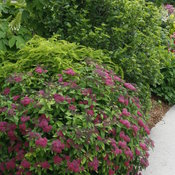 Double Play Red spiraea