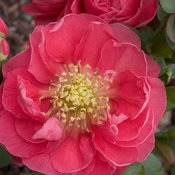 Double Take® Pink - Quince - Chaenomeles speciosa