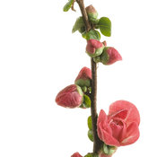 Double Take Pink™ - Quince