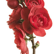 Double Take Scarlet™ - Quince