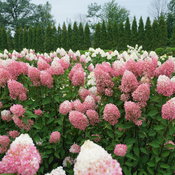Zinfin Doll panicle hydrangea has strong stems and excellent flower color.