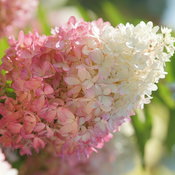 Zinfin Doll panicle hydrangea flowers showing their bi-color effect of pink and 