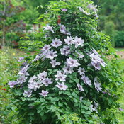 Still Waters clematis has purple flowers on lush vines.