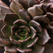 Thumbnail of Close-up: Black Prince - Echeveria