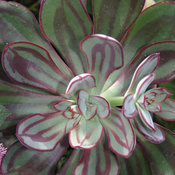 Thumbnail of Close-up: Painted Echeveria