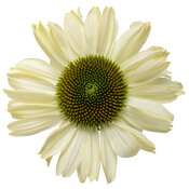 echinacea_color_coded_the_price_is_white_macro_02.jpg